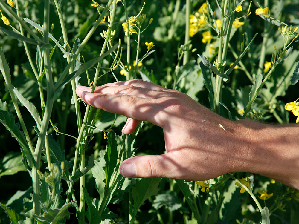 Crop Scouting