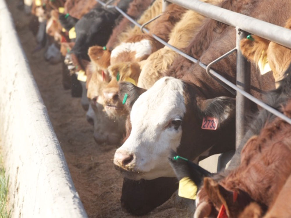 Fertility and Manure Management
