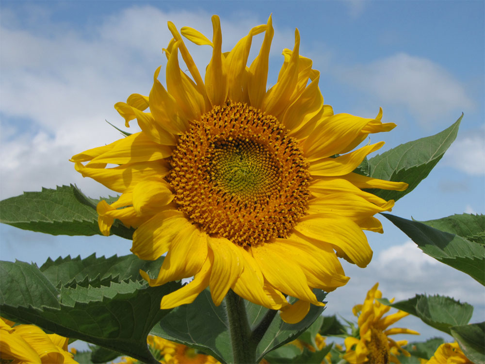 Seed - Nuseed - 6946