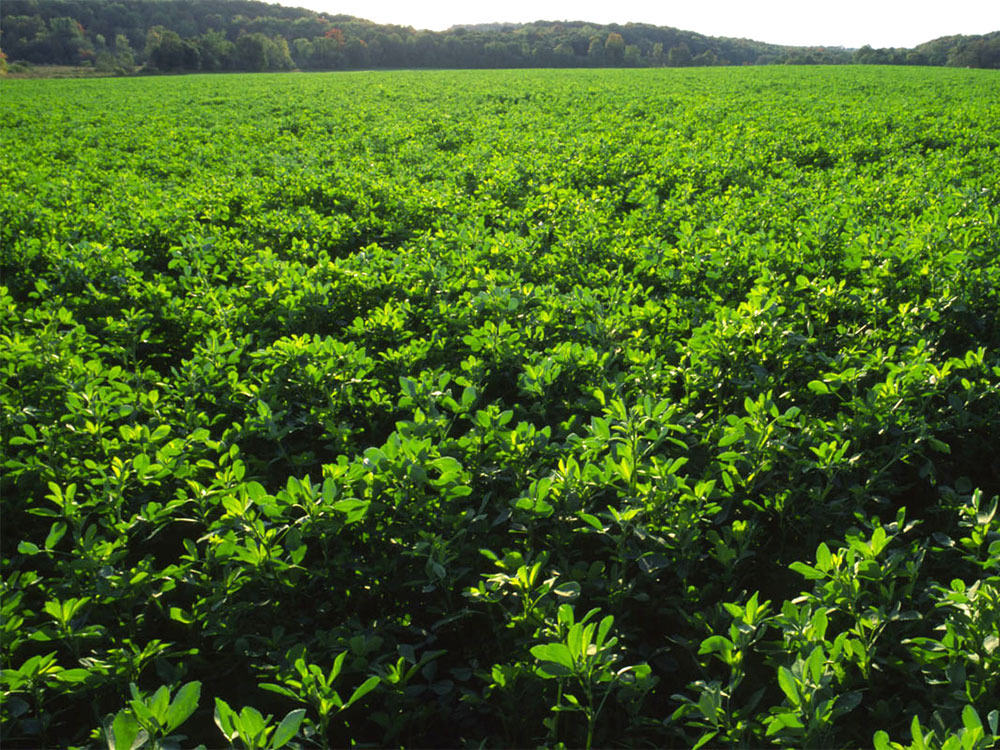 Pioneer Alfalfa Manitoba