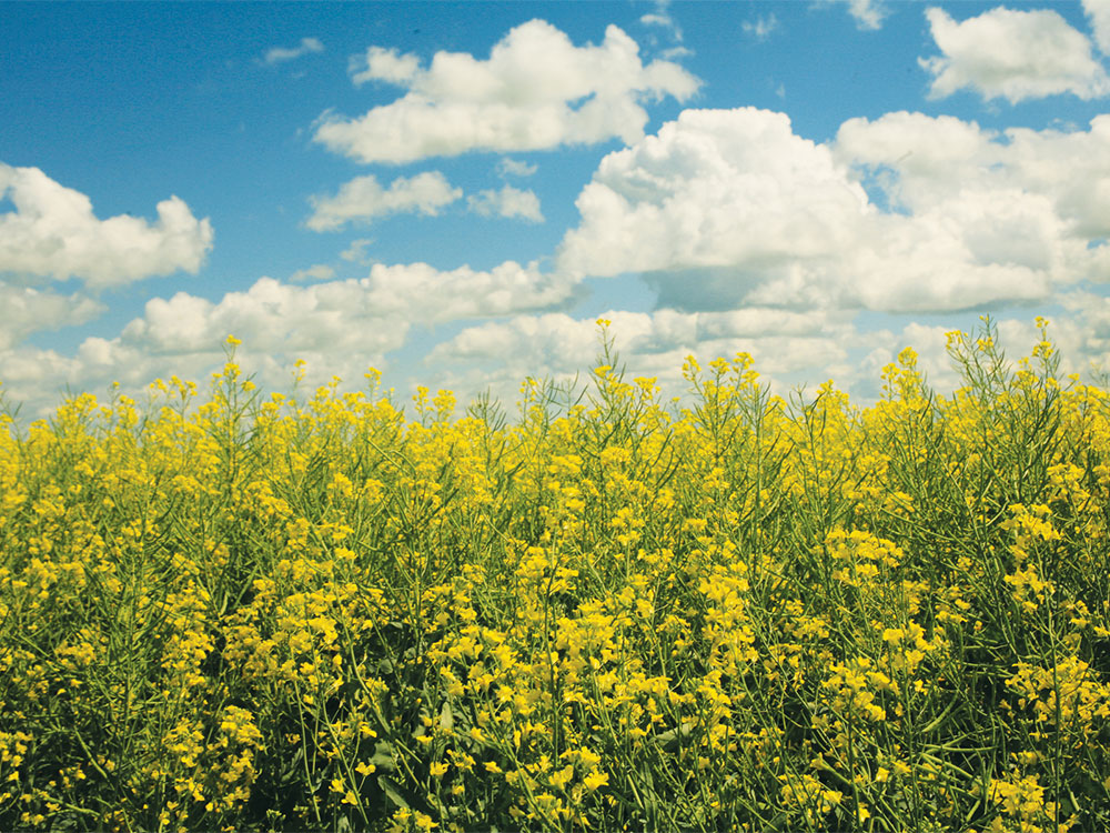 Pioneer Canola Manitoba
