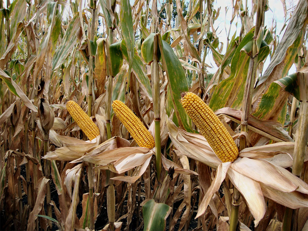 Pioneer Corn Manitoba