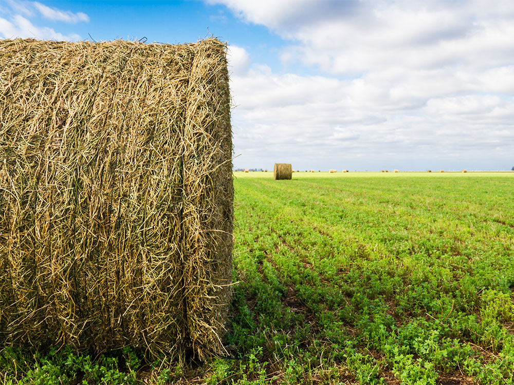Seed - Pioneer - Forage Inoculant