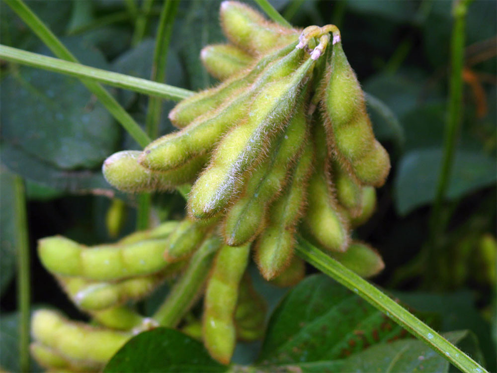Pioneer Soybeans Manitoba
