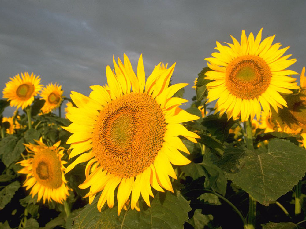 Pioneer Sunflowers Manitoba